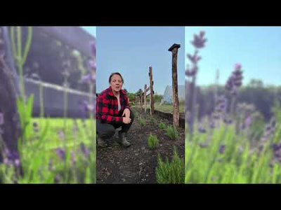 English Lavender