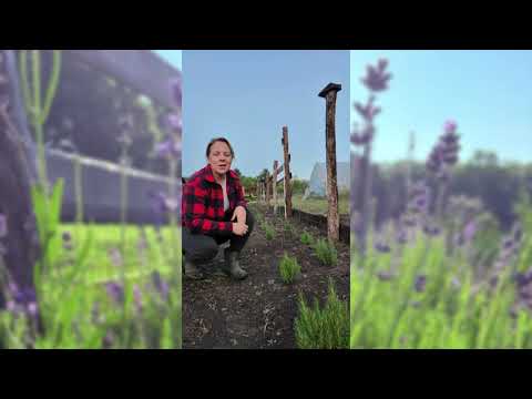 English Lavender