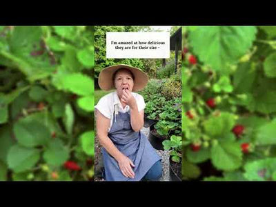 Regina Alpine Strawberry Seeds