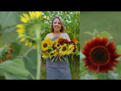 Sunflower Mix