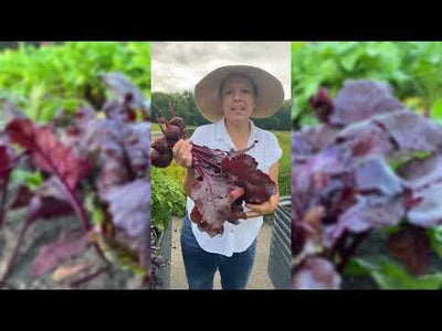 Bull's Blood Beet