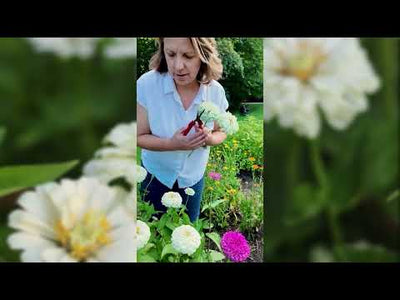 Polar Bear Zinnia