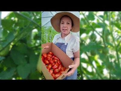 Roma Tomato Seeds