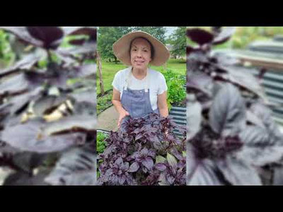 Opal Basil