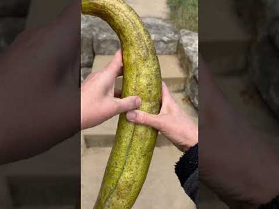 Luffa Gourd