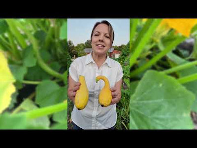 Golden Crookneck Summer Squash