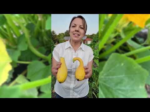Golden Crookneck Summer Squash