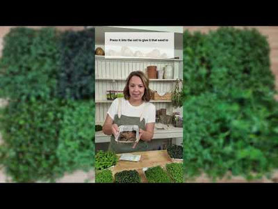 Large Microgreens Collection