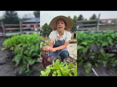 Colorful Mixture Beet