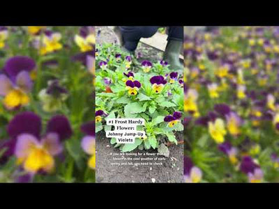 Johnny Jump-Up Violet