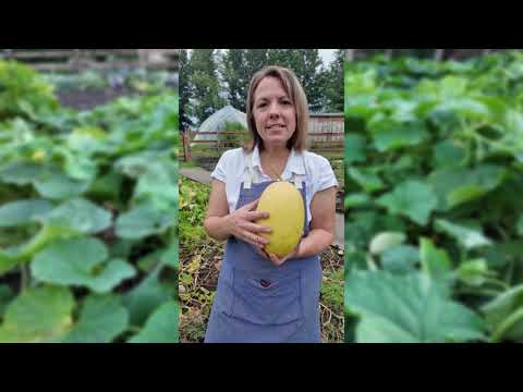 Juane Canary Melon