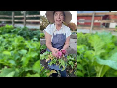 China Rose Radish