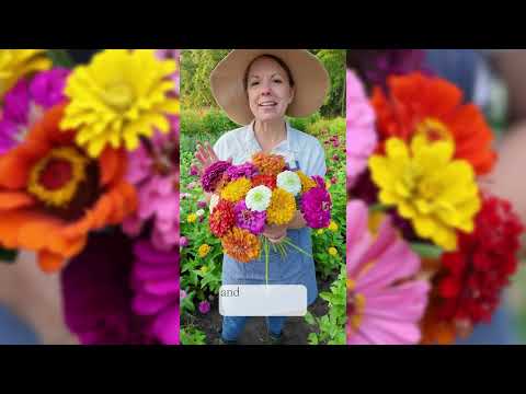 California Giants Zinnia Seeds