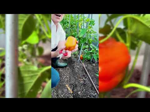 saving bell pepper seeds for planting Orange Sun Pepper Seeds for Planting