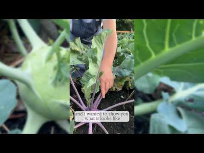 White Vienna Kohlrabi