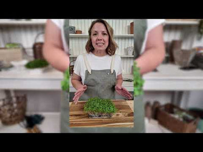 Microgreens Red Kale