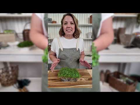 Microgreens Red Kale