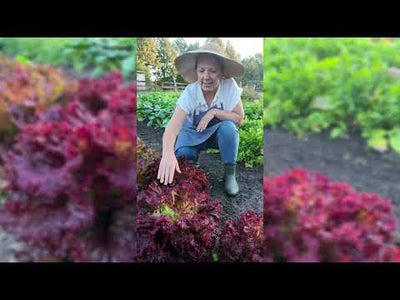 Lolla Rosa Lettuce