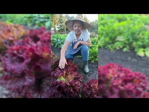 Lolla Rosa Lettuce