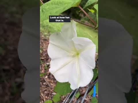 night blooming flower seeds Moonflower Seeds for Planting