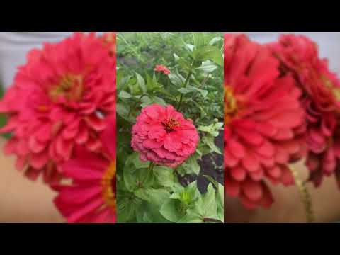 Coral Beauty Zinnia