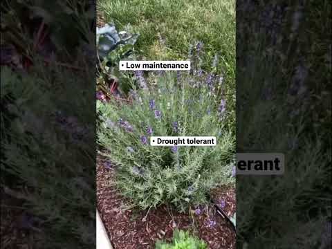 English Lavender