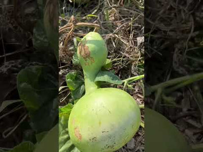 Bottle Gourd