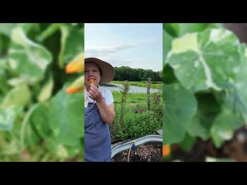 Alaska Mix Nasturtium