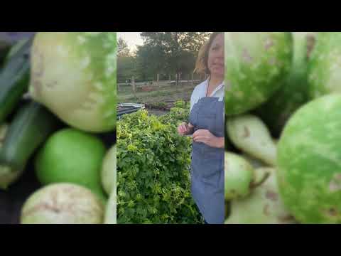 Bitter Naja Gourd