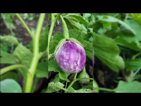 Rosa Bianca Eggplant