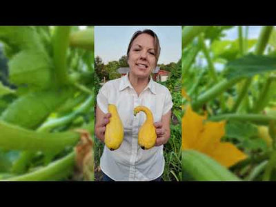 Straightneck Summer Squash