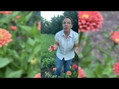 Salmon Queen Zinnia