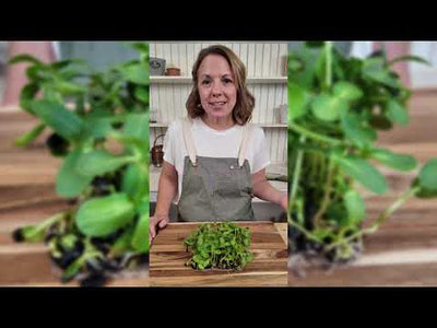 Microgreens Sunflower