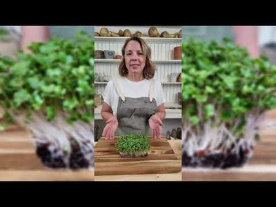 Microgreens Broccoli