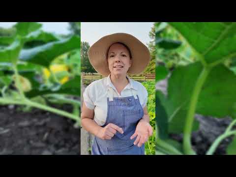 Spaghetti Squash