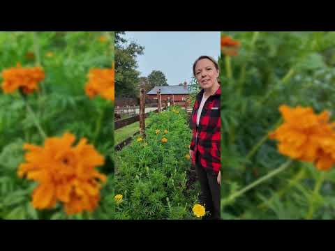 planting african marigold seeds Crackerjack Marigold Seeds