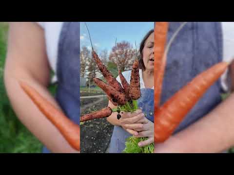 Chantenay Red-Cored Carrot Seeds