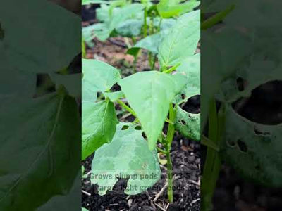 Fordhook Lima Bean Seeds