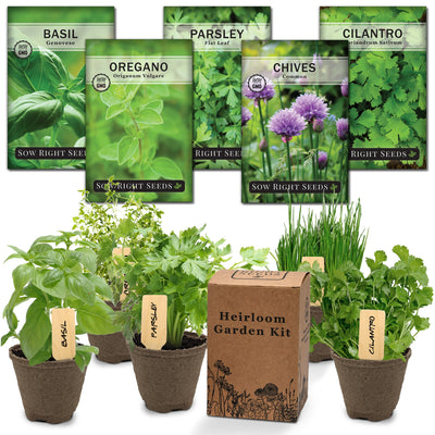 herb garden starter kit with healthy cilantro basil parsley chives and oregano plants with heirloom garden kit box