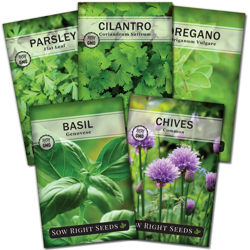 herb collection containing 5 herb varieties basil chives oregano cilantro parsley