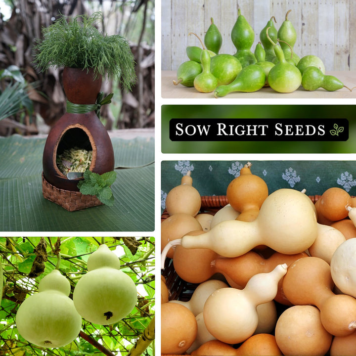 bottle gourd plant seeds Bottle Gourd Seeds