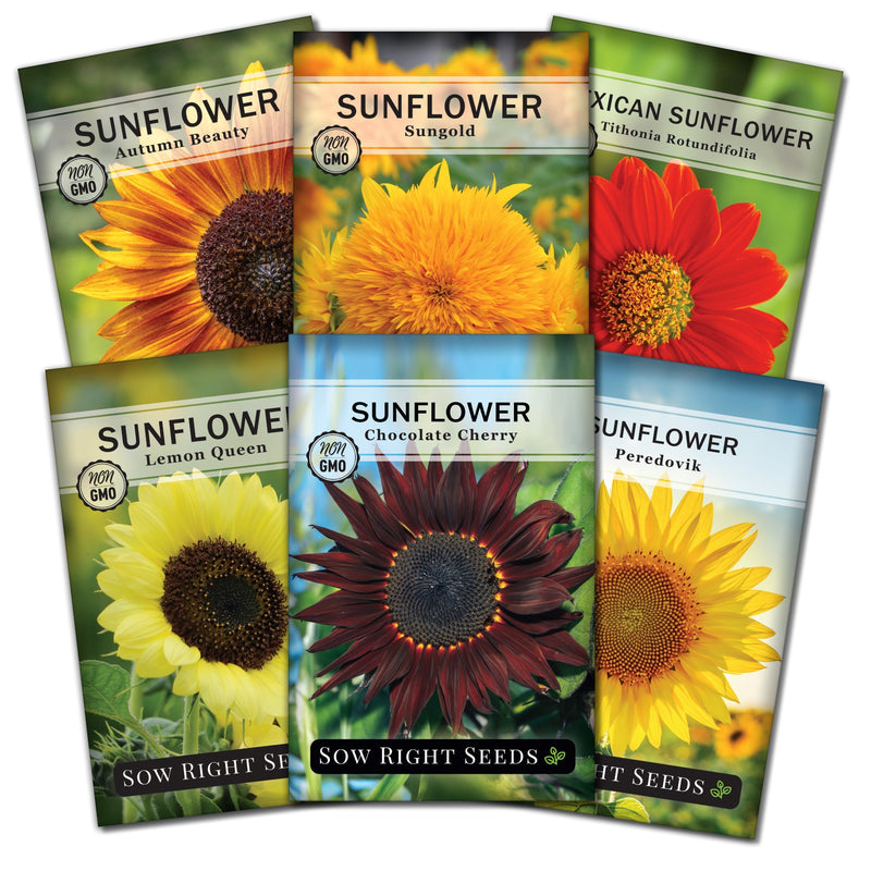 sunflower 6 seed packet collection with 6 varieties for sale