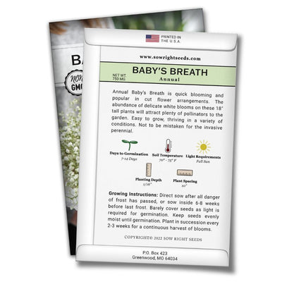how to grow the best babys breath plants