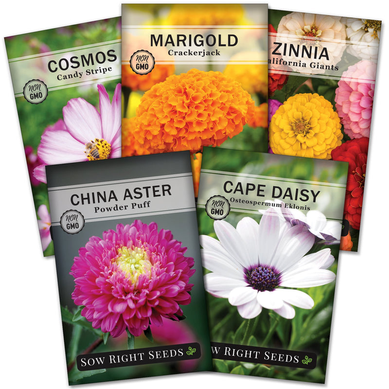 annual flower seed packet collection with 5 varieties for sale