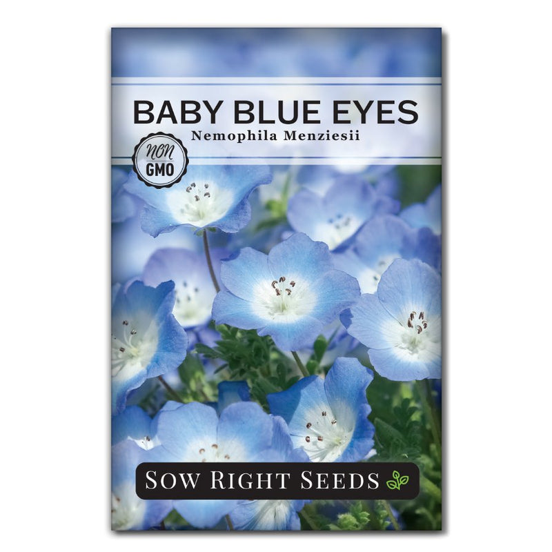 delicate blue nemophilia flower seeds for sale