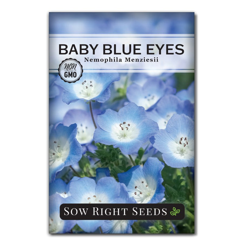 blue flower seeds for sale Baby Blue Eyes Seeds to Plant
