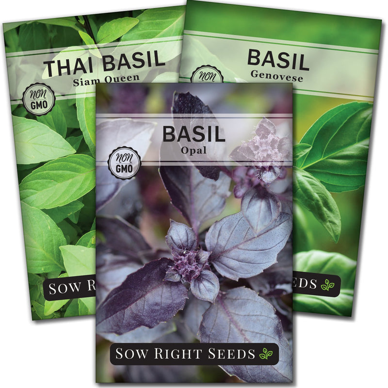three basil seed packet collection with 3 varieties for sale