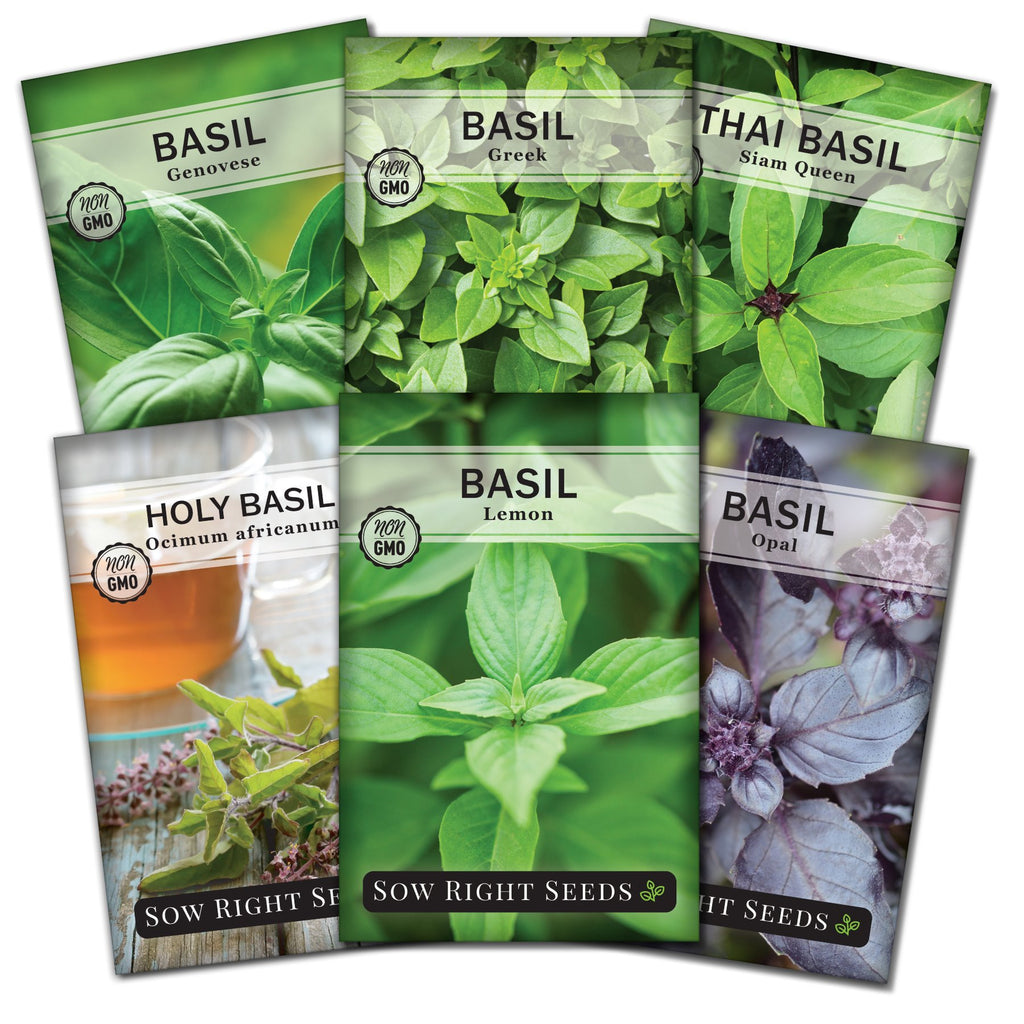 Six Basil Seed Collection for Planting in Your Home Garden Sow