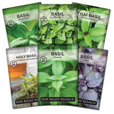 six Basil seed packet collection with 6 varieties for sale