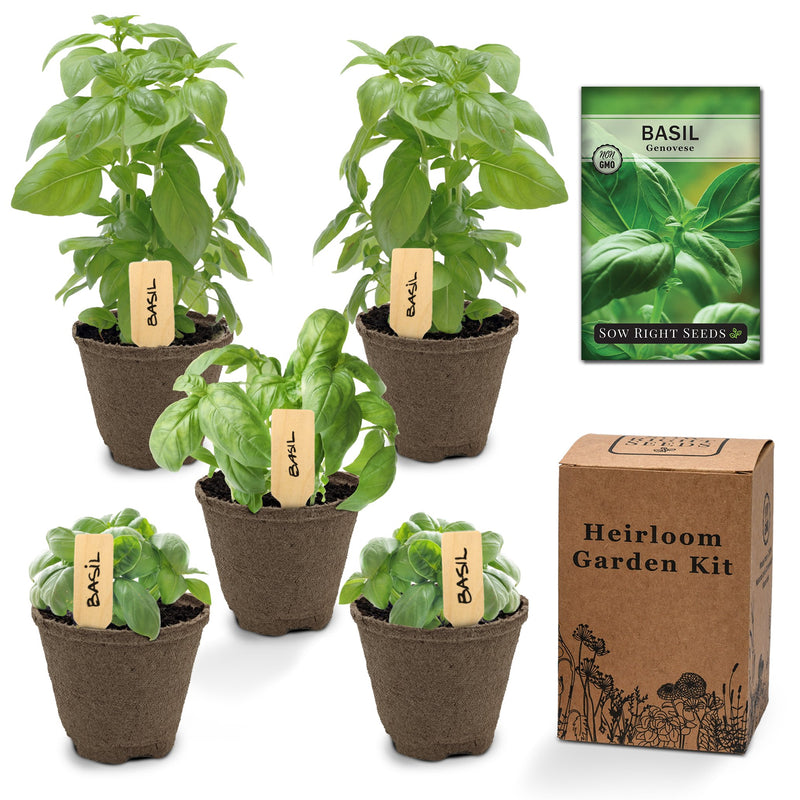 basil garden growing kit with healthy basil plants and heirloom garden kit box